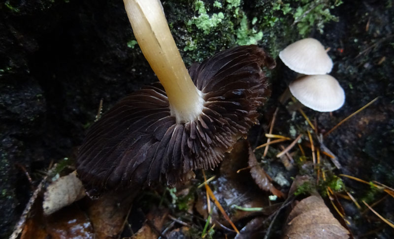 giovani e vecchi.....da determinare